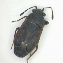Stygnocoris rusticus